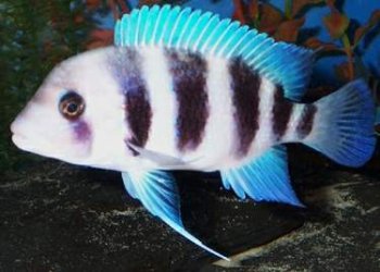 frontosa-cichlid.jpg