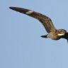 nighthawk
